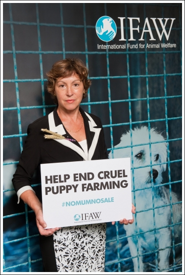 Taunton Deane MP backs new campaign targeting the cruel UK puppy trade